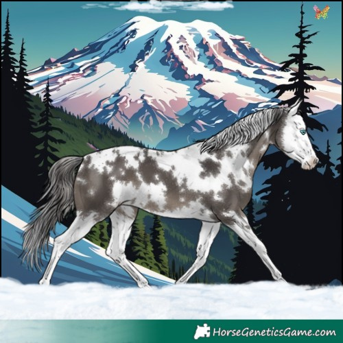 Horse Color:White Spotted Smoky Black Splash 