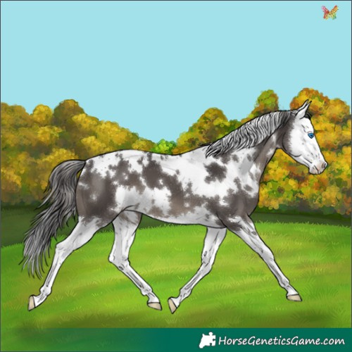 Horse Color:White Spotted Smoky Black Splash 