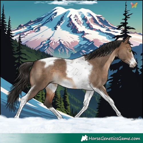 Horse Color:Brown Dun Tobiano Frame 