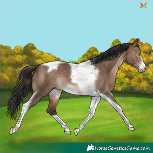 Horse Color:Brown Dun Tobiano Frame 
