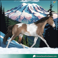 Horse Color:Brown Dun Tobiano Frame