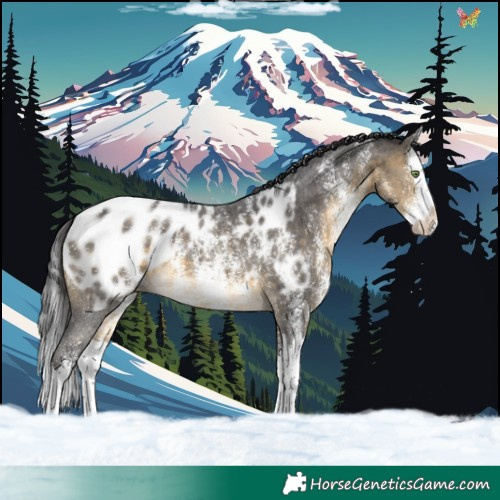 Horse Color:Buckskin Sabino Splash Appaloosa 