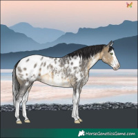 Horse Color:Buckskin Sabino Splash Blanket 