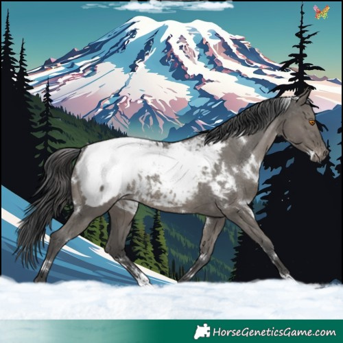 Horse Color:White Spotted Grullo Appaloosa 