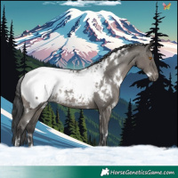 Horse Color:White Spotted Grullo Appaloosa