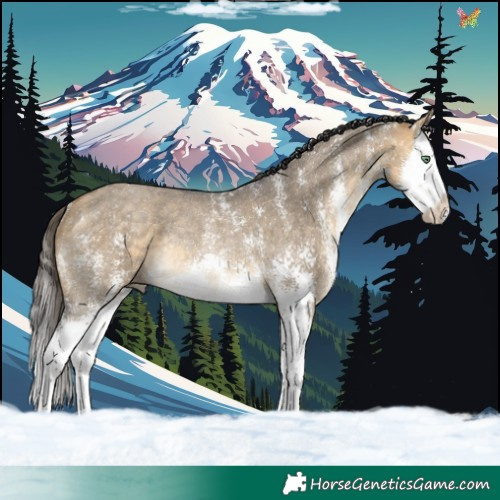 Horse Color:Buckskin Dun Sabino Splash Rabicano 