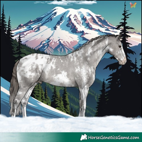 Horse Color:White Spotted Smoky Grullo Sabino Appaloosa Rabicano 
