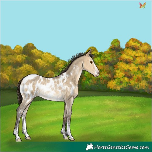 Horse Color:White Spotted Buckskin Dun Sabino Appaloosa Rabicano 