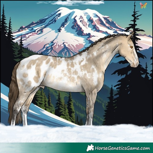 Horse Color:White Spotted Buckskin Dun Sabino Appaloosa Rabicano 