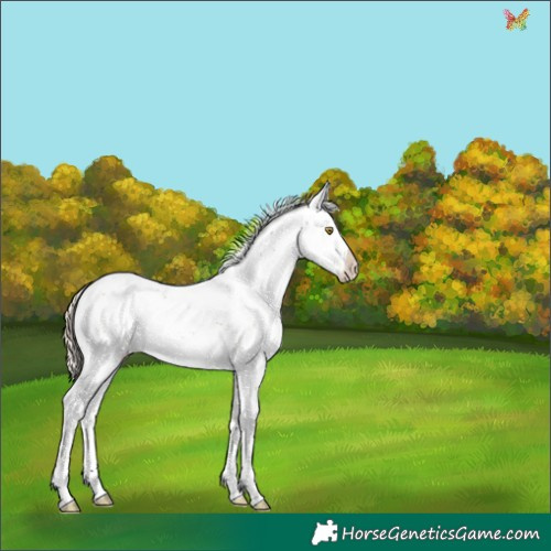 Horse Color:Chocolate Palomino Dun Sabino Splash 