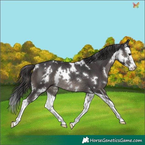 Horse Color:White Spotted Smoky Black Splash Rabicano 