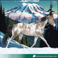 Horse Color:White Spotted Brown Dun Tobiano 