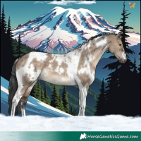 Horse Color:White Spotted Brown Dun Tobiano 