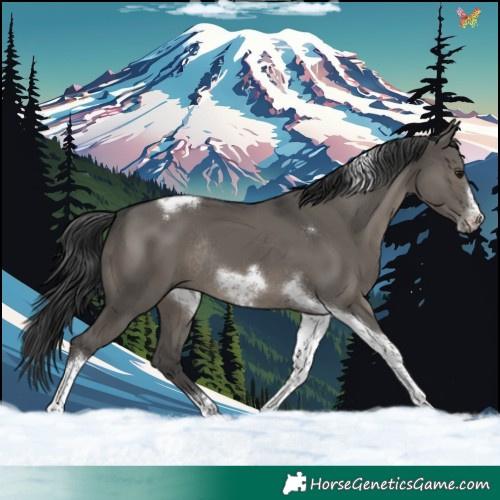 Horse Color:Grullo Tobiano Frame Rabicano 