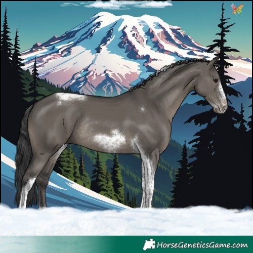 Horse Color:Grullo Tobiano Frame Rabicano 