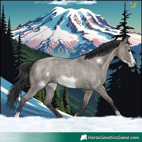 Horse Color:Grullo Roan Frame 