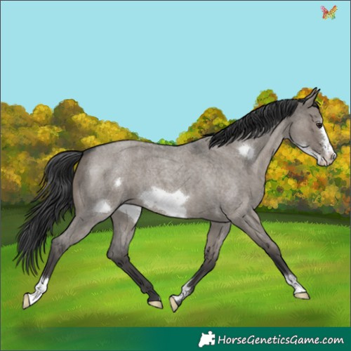 Horse Color:Grullo Roan Frame 