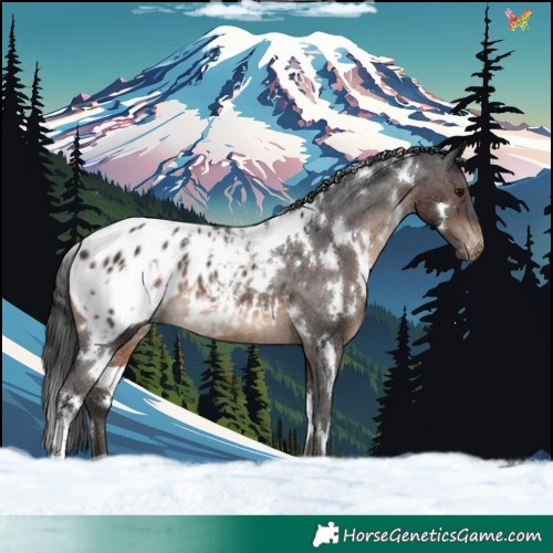 Horse Color:White Spotted Brown Appaloosa Rabicano 