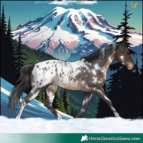 Horse Color:White Spotted Brown Appaloosa Rabicano 