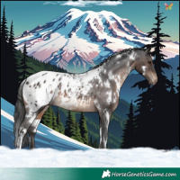 Horse Color:White Spotted Brown Appaloosa Rabicano 