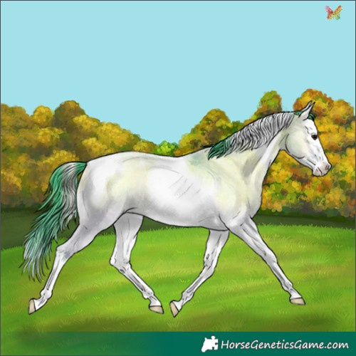 Horse Color:Watercolor Grullo Roan Onyx Splash Tobiano