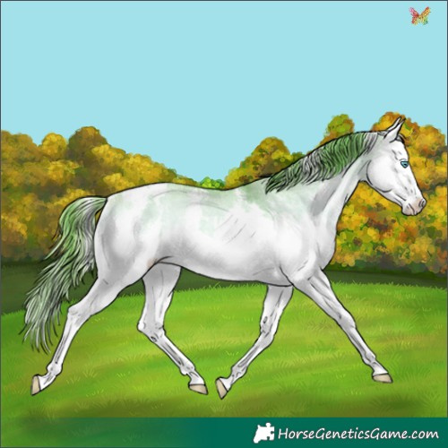 Horse Color:Watercolor White Spotted Buckskin Onyx Sabino Splash Appaloosa Rabicano 