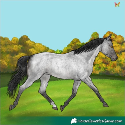 Horse Color:Blue Roan 