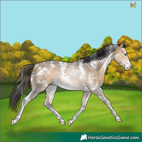 Horse Color:White Spotted Buckskin Sabino Rabicano 