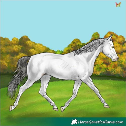 Horse Color:Bay Dun Sabino Appaloosa 