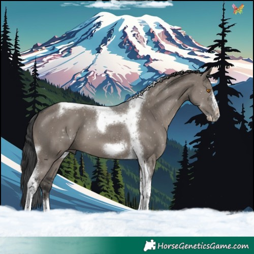 Horse Color:Grullo Tobiano Frame 