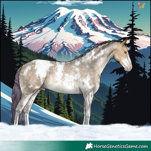 Horse Color:Painted White Spotted Buckskin Dun Sabino Appaloosa Rabicano 