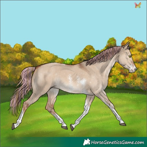 Horse Color:Painted Red Dun Sabino Tobiano