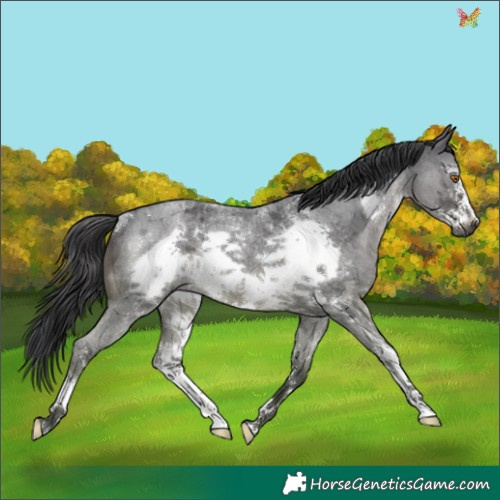 Horse Color:Blue Roan Sabino Frame Rabicano 