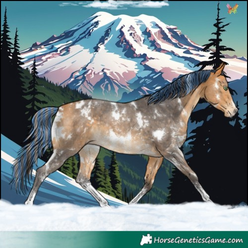 Horse Color:Painted White Spotted Buckskin Sabino Appaloosa 