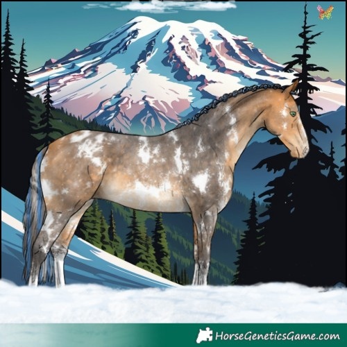 Horse Color:Painted White Spotted Buckskin Sabino Varnish 
