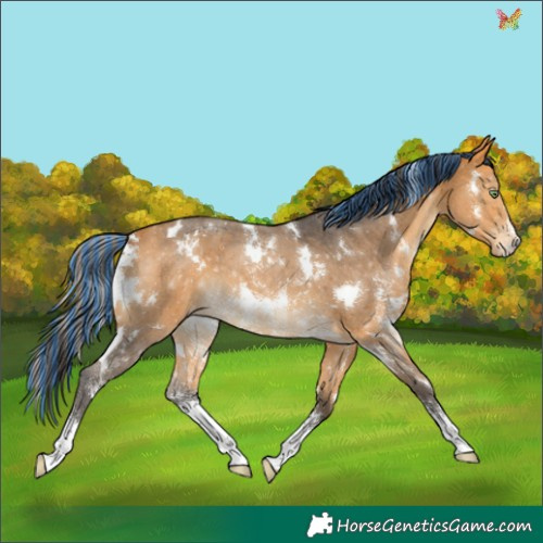 Horse Color:Painted White Spotted Buckskin Sabino Appaloosa