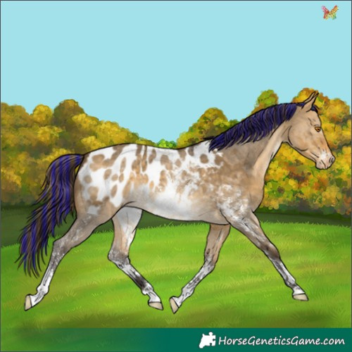 Horse Color:Painted Buckskin Dun Sabino Appaloosa 