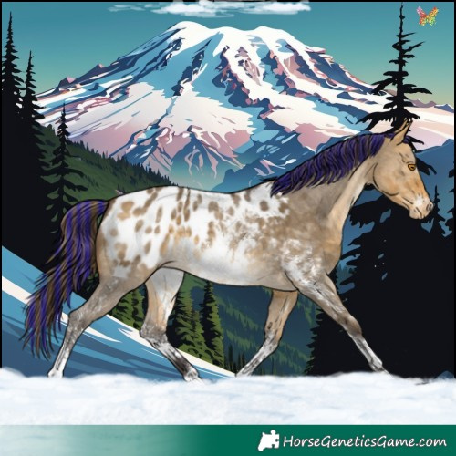 Horse Color:Painted Buckskin Dun Sabino Appaloosa 