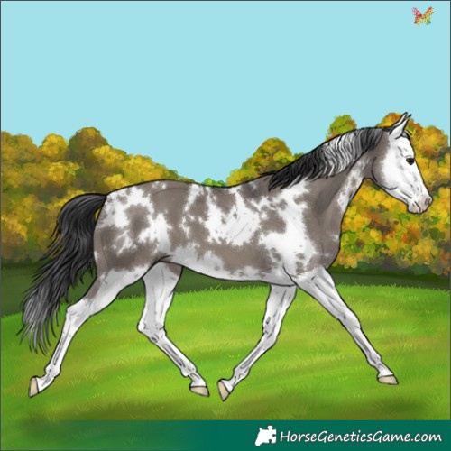 Horse Color:White Spotted Grullo Splash 