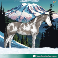 Horse Color:White Spotted Grullo Splash