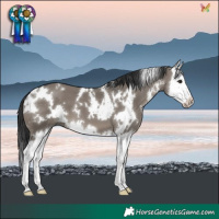 Horse Color:White Spotted Grullo Splash