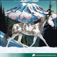 Horse Color:White Spotted Grullo Splash 