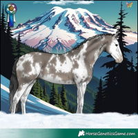 Horse Color:White Spotted Grullo Splash