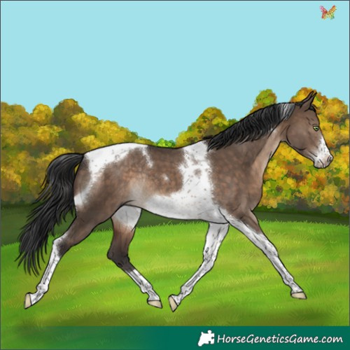 Horse Color:Brown Dun Tobiano Frame Rabicano