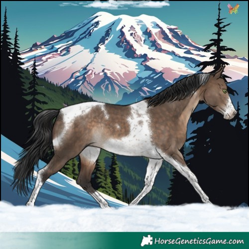 Horse Color:Brown Dun Tobiano Frame Rabicano 