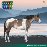 Horse Color:Brown Dun Tobiano Frame Rabicano