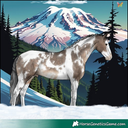 Horse Color:White Spotted Brown Dun Splash Tobiano Appaloosa Rabicano 