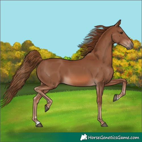 Horse Color:Chestnut 