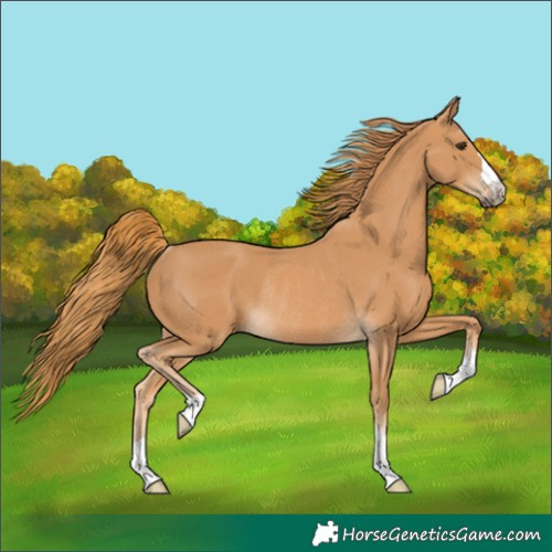 Horse Color:Chestnut Rabicano 