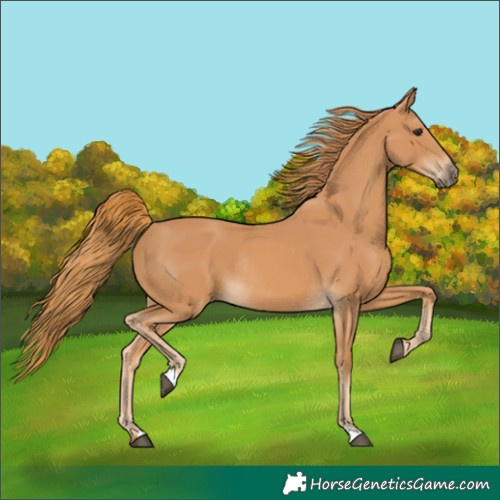 Horse Color:Chestnut Rabicano 